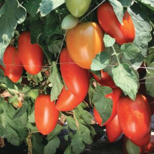 Томат Тиго F1. 1000 семян. Среднеспелый детерминантный гибрид крупного красного томата - сливки. Урожайный томат для ОГ