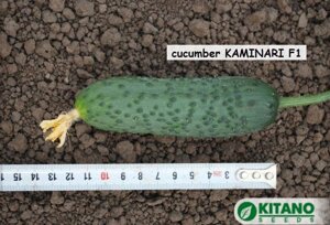 Огурец Каминари | KS 90 F1. 1000 семян. Kitano. Раннеспелый урожайный гибрид партенокарпического огурца корнишона
