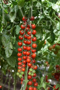 Томат Новелло F1. 1000 семян. River Seeds. Красноплодный среднеспелый индетерминантный черри томат для теплиц (ЗГ)