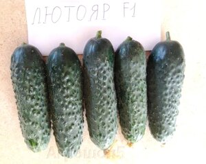 Огурец Лютояр F1. 10 семян. Yuksel. Ранний урожайный высокотоварный партенокарпик для теплиц
