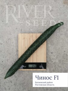 Огурец Чинос F1. 250 семян. River Seeds. Салатный длинноплодный среднеранний партенокарпический огурец