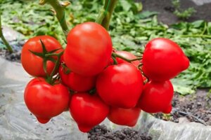 Томат Агилис | Agilis F1. 50 семян. Enza Zaden. Ранний красный крупноплодный томат для пленочных теплиц. Фасовка