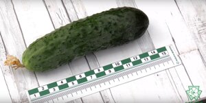 Огурец Муссон F1. 50 семян. Высокоурожайный ранний партенокарпический корнишон. Плод темно-зеленый Созревание 40-42 дня