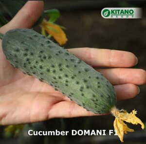 Огурец Домани | KS 1030 F1. 50 семян. Kitano. Раннеспелый партенокарпик для теплиц. 1, 2 оборот