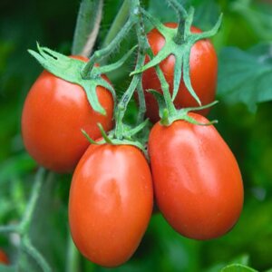 Томат Торквей F1. 1000 семян. Детерминантный гибрид томата в открытый грунт. Плод - крупная сливка. Высокая урожайность