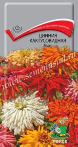 Цинния кактусовидная Микс. 0,4 грамма. Поиск. Растение 90 см. Интересные игольчатые соцветия разнообразной окраски