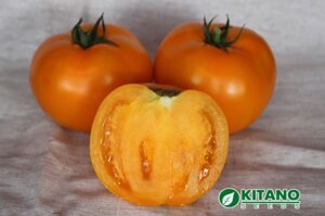 Томат Айсан F1. 1000 семян. Kitano. Оранжевоплодный округлый 220-250 г. детерминантный гибридный томат для ОГ