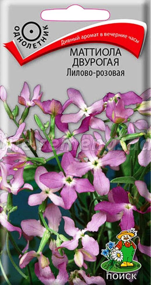 Маттиола двурогая Лилово-розовая. 0,3 грамма. Поиск. Скромное растение с дивным ароматом в вечерние часы - выбрать