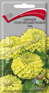 Цинния георгиноцветковая Энви. 0,4 грамма. Поиск. Высокое растение с крупными цветами редкой зеленой окраски
