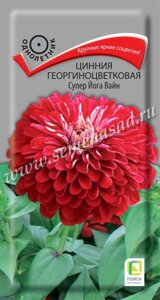 Цинния георгиноцветковая Супер Йога Вайн. 0,4 грамма. Поиск. Высокое крупноцветковое растение. Цветы винно-красные