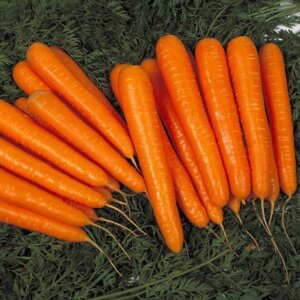 Морковь Лагуна F1. 100 000 семян (калибр 1,8-2,0). Nunhems. Ультра ранний стандарт для рынка. Нантский тип.