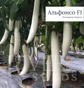 Баклажан Альфонсо F1. 50 семян. River Seeds. Белоплодный ультраранний баклажан