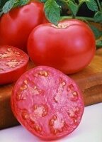 Семена профессиональные томатов / помидоров. Красноплодные высокорослые.