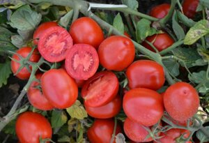 Томат Heinz | Хайнц 1015 F1. 10 000 семян. Детерминантный среднеспелый томат 70...90 г. для ОГ. Урожайный и устойчивый