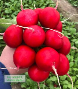 Редис Исис F1 | Isis F1. 10 000 семян. Minami Seeds. Раннеспелый красный редис. Урожайный вкусный и товарный гибрид
