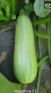 Кабачок Марселла F1. 500 семян. Раннеспелый урожайный кустовой кабачок. Плод светло-зеленый