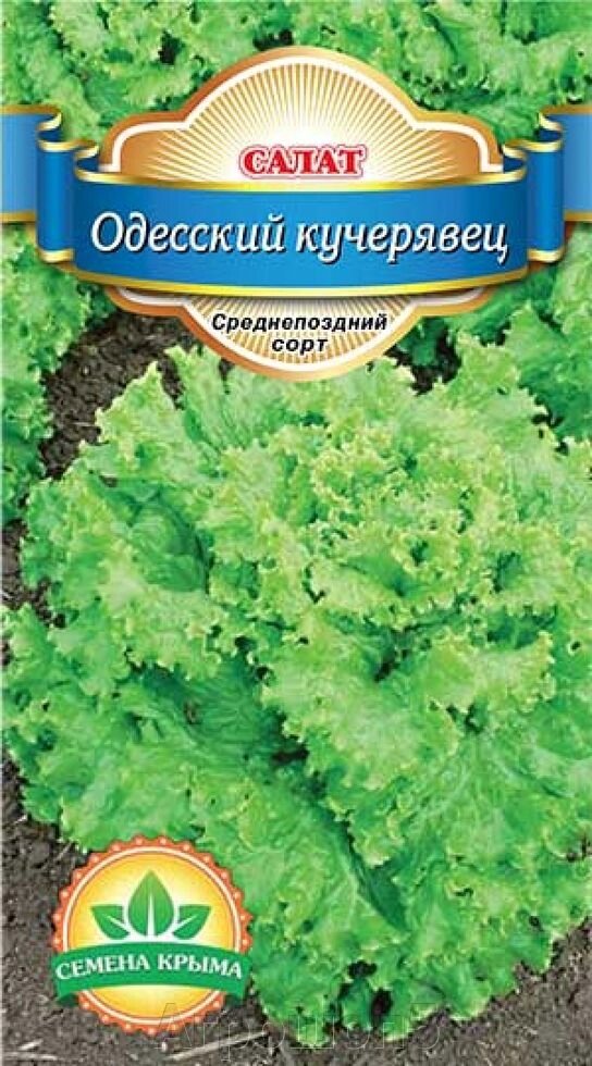 Салат Одесский кучерявец. 1 грамм. Семена Крыма. Зеленый крупный лист - опт