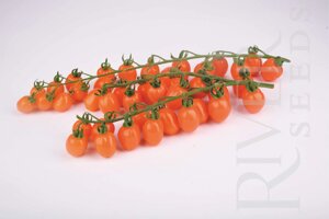 Томат Марцано F1. 1000 семян. River Seeds. Оранжево плодный среднеспелый индетерминантный черри томат для теплиц (ЗГ)