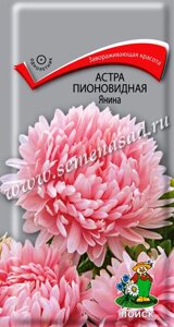 Астра пионовидная Янина. 0,3 грамма. Поиск. Астра высокорослая крупноцветковая, шаровидная, густомахровая нежно-розовая