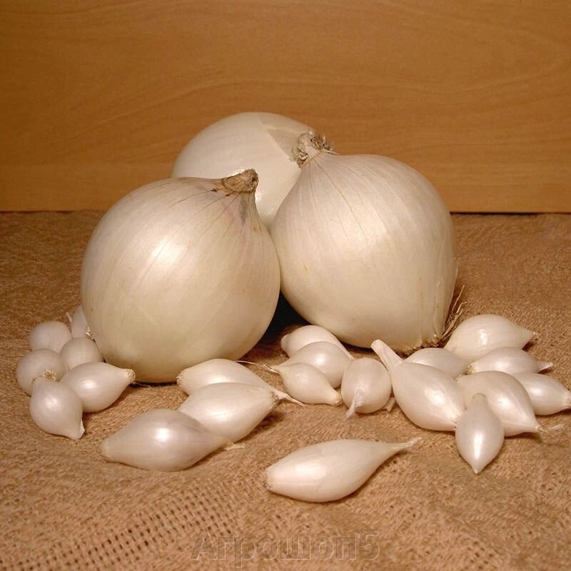 Лук snowball. Севок стардаст описание. Севок стардаст описание. Севок стардаст описание. Севок стардаст описание.