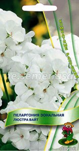 Пеларгония зональная Люстра Вайт. 5 семян. Поиск. Великолепная компактная форма. Цветы диаметром до 2,5 см, белые