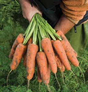 Морковь Кардифф F1. 1 млн. семян. Bejo. Голландия. Тип Шантанэ. Среднеспелая урожайная. Фракция 1,6-1,8. Профупаковка.