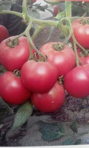 Томат БНТФ | BNTF F1. 10 семян Luheng. Китай. Розовый ранний урожайный крупноплодный дет для ОГ и теплиц. Фасовка