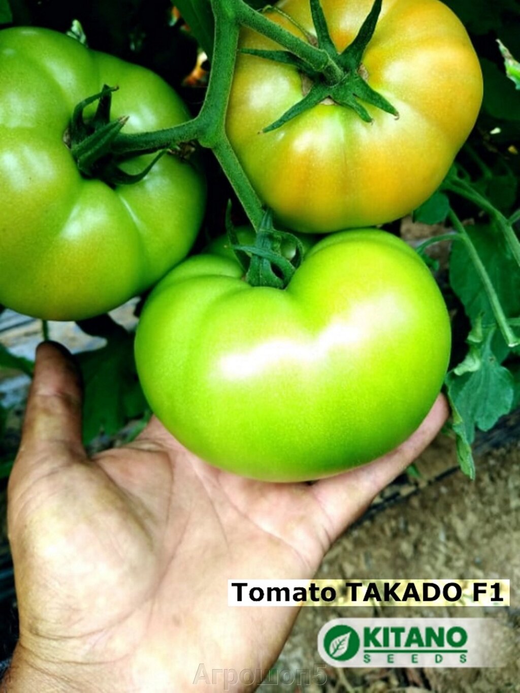 фото томата японская кисть
