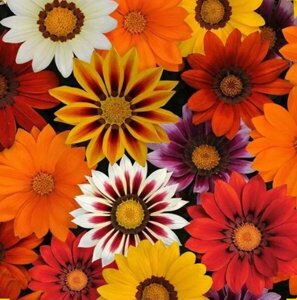 Газания Саншайн МИКС F1. 50 семян. Elite Seeds. Компактная неприхотливая гацания с крупными разноцветными цветами