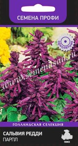 Сальвия Редди Парпл. 10 семян. Поиск. Темно-пурпурная с бархатным отливом низкорослая сальвия
