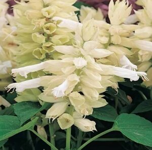 Сальвия Виста Уайт. 50 семян. Elite Seeds. Vista White Salvia. Цветочные колонны окрашенные в белый цвет