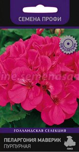 Пеларгония Маверик Пурпурная. 5 семян. Поиск. Привлекательная пеларгония с цветами пурпурной расцветки