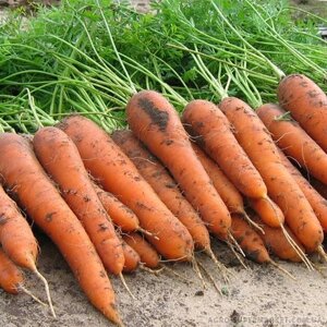 Морковь Колтан F1. 100 тыс. сем. Nunhems. Голландия. Тип Нантский. Среднеспелая, урожайная. Фракция 1,4-1,6. Профупак.
