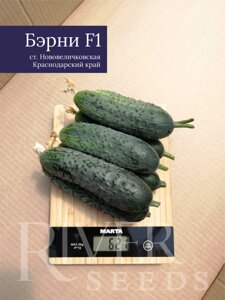 Огурец Бэрни F1. 250 семян. River Seeds. Ранний партенокарпический огурец с букетной завязью. Для теплиц