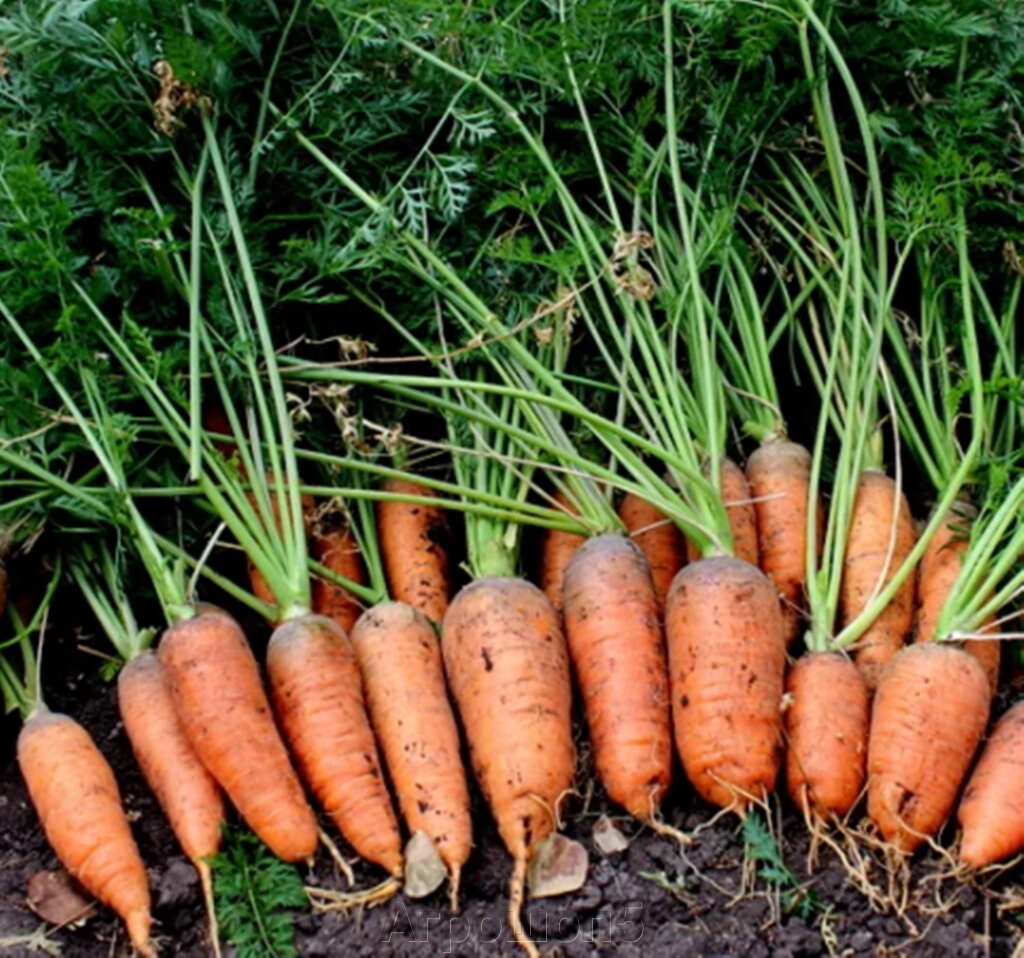 Как вырастить хороший урожай моркови. Морковь Каротель. Сорт моркови Каротель. Семена морковь Каротель. Морковь Парижская Каротель.