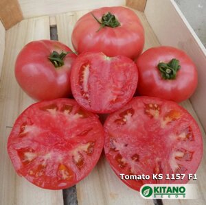 Томат KS 1157 F1. 250 семян. Розовый индет. Ранний урожайный крупноплодный томат для теплиц (пленка) - 1 и 2 оборот в Крыму от компании Агрошоп5