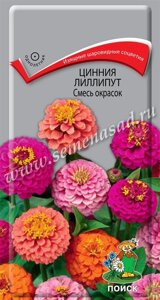 Цинния лилипут Смесь окрасок. 0,4 грамма. Поиск. Растение 45 см. Цветы изящные махровые шаровидные разноцветные