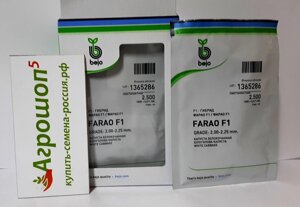 Капуста Фарао F1. 250 семян. Раннеспелый гибрид. 63 дня. Масса 1,4-2,0 кг. Используется в свежем виде - вкус отличный