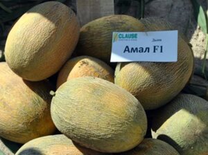 Дыня Амал F1. 5 семян. Clause. Франция. Урожайная ананасная вытянутая дыня. Плод 2,5 кг