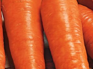 Морковь Ред Кор. 0,5 кг. Sakata. Средне-поздняя морковь сортотипа Шантане. Срок созревания 100 дней