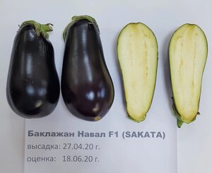 Баклажан Навал | Nawal F1. 50 семян. Sakata. Ранний рекордно урожайный крупноплодный баклажан для теплиц и ОГ