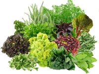 Семена салатов и зеленных культур. Профессиональная упаковка.