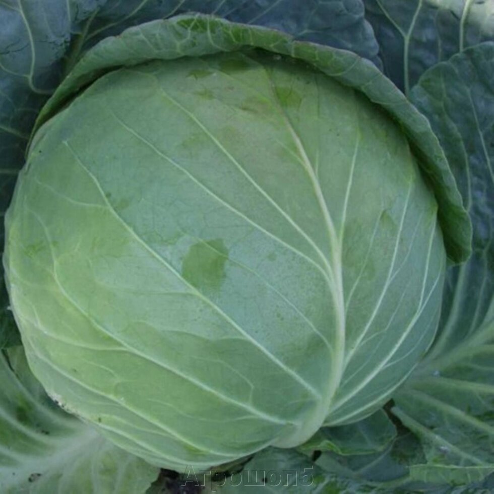 Семена поздней капусты. Капуста арктика описание сорта. Семена поздней капусты. Капуста белокочанная московская поздняя. Капуста белокочанная белоснежка.