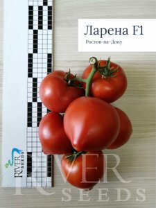 Томат Ларена F1. 100 семян. River Seeds. Красный ранний БИФ. Индет в теплицу. Профессиональные семена
