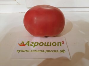 Томат Пинк Хит F1. 500 семян. Yuksel Seeds. Новый ранний розовый высокорослый БИФ томат для теплиц. Профупаковка