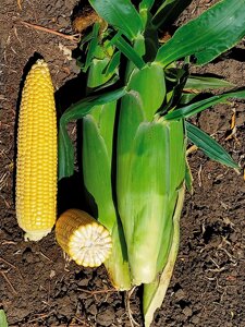 Кукуруза сахарная Аргос F1. 500 семян. Супер-сладкий (Sh2) высокоурожайный гибрид сахарной кукурузы