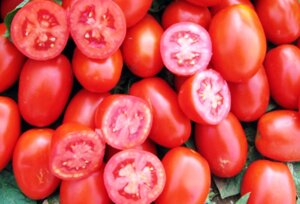 Томат Heinz | Хайнц 3402 F1. 10 000 семян. Детерминантный среднеспелый томат 75...95 г. для ОГ. Урожайный и устойчивый