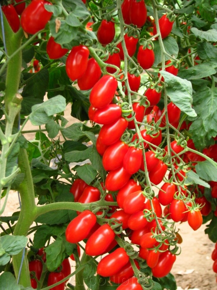 Томат Коллина F1. 250 семян. Esasem. Красноплодный черри томат. Индетерминантный жаростойкий гибрид в теплицу - описание