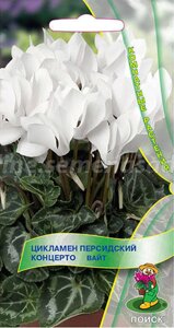 Цикламен персидский Концерто Вайт. 2 семени. Поиск. Зимнее цветение с ноября по март. Красивые белоснежные цветы