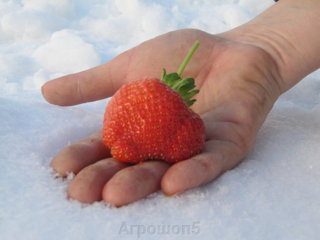 Рассада клубники Аромас. Высокоурожайный крупно ягодный ремонтантный сорт клубники. от компании Агрошоп5 - фото 1